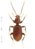 Apotomus rufus